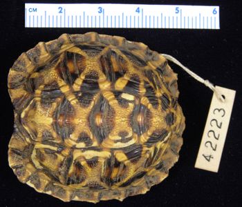 Media type: image; Herpetology R-42223